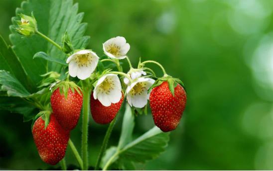 楼顶种草莓的种植方法,水种草莓种植技术