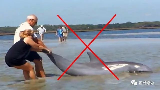 救助搁浅海洋动物,如果遇到海洋生物危险该怎么办
