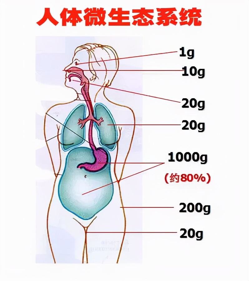 人体正常菌群的分布部位,葡萄座腔菌分布区域