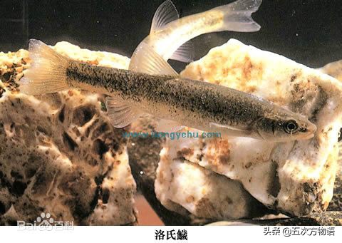 松花江名鱼三花五罗十八子,三花五罗十八子鳇鱼