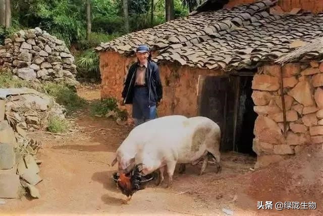 邻居搞养殖臭味太大怎么办,村里养殖猪屎臭味浓烈如何投诉