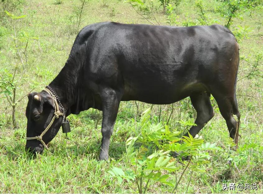 越南老兵重回当年战斗过的洞穴 (越南老兵回忆丛林战争)