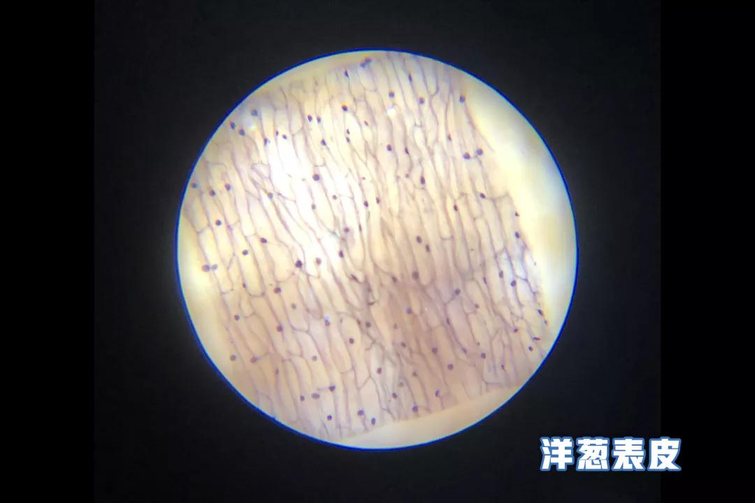 不务正业的显微镜,显微镜不务正业