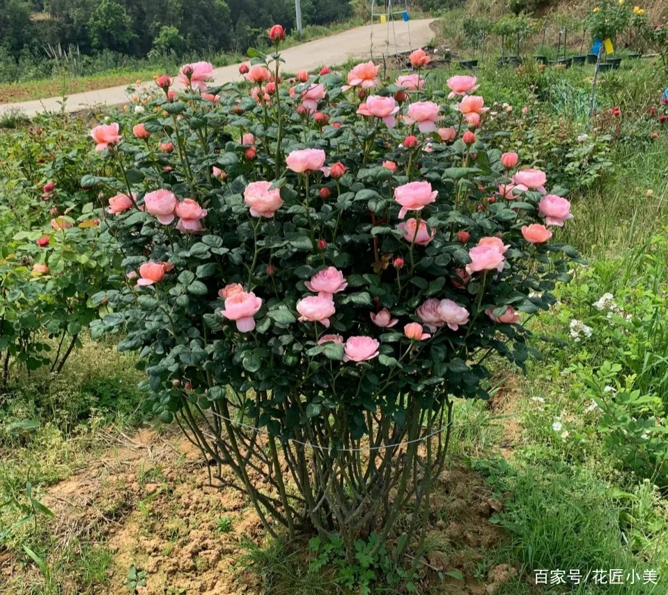 养花是个坑顺口溜,养花入的坑