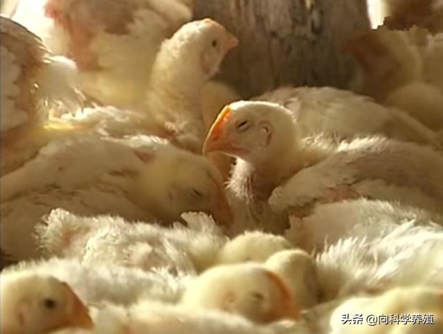 肉鸡支气管堵塞治疗案例,肉鸡支气管堵塞怎么防治