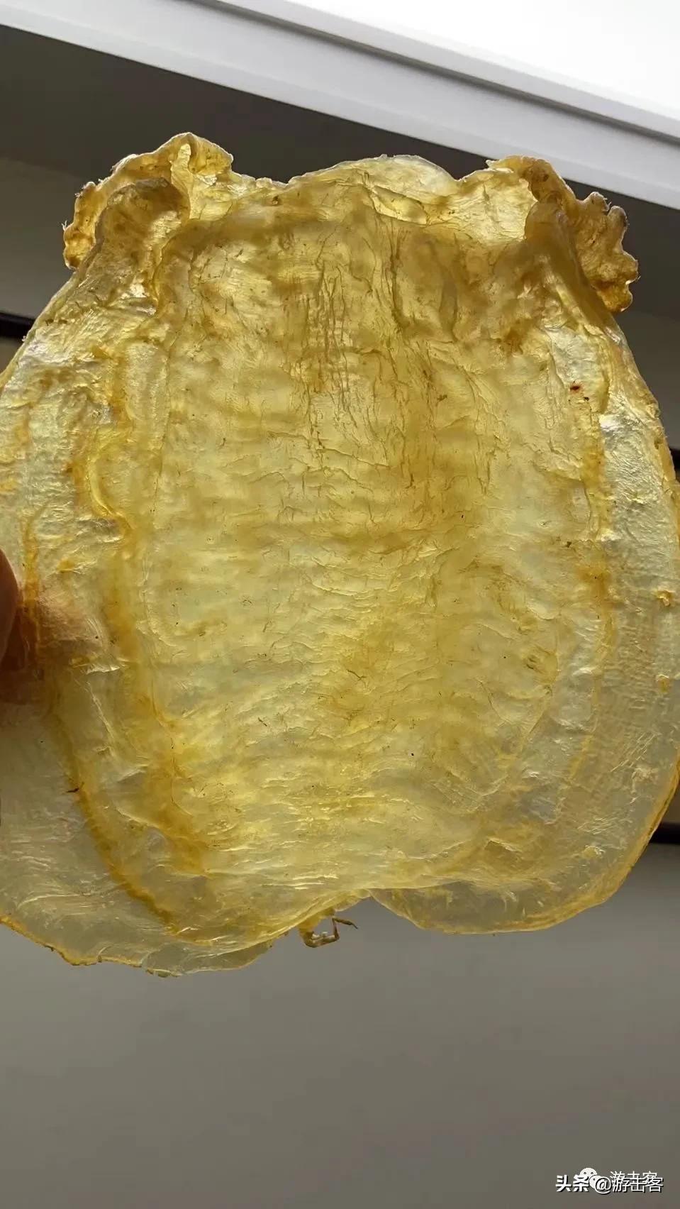 一个鱼胶可以做成鱼胶吗,好的鱼胶和便宜鱼胶区别