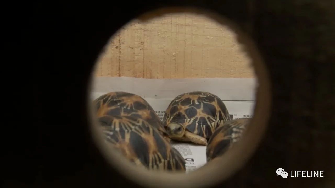 龟中“考拉”，请别让我们的孩子在博物馆见到它们...