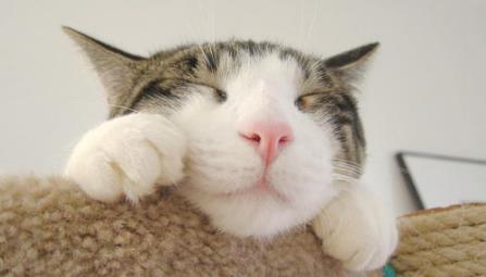 怎样预防猫癣传染给狗狗,有什么办法可以预防猫癣