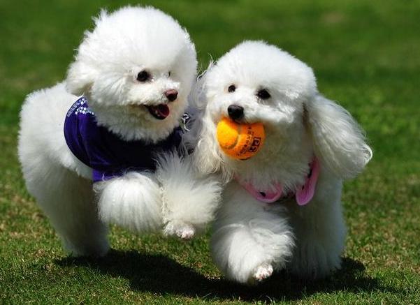 养贵宾犬需要注意什么,贵宾犬注意事项