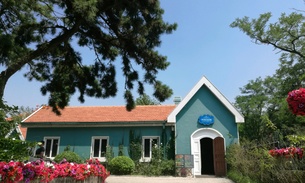 为什么青岛夏天不热,夏天青岛热吗