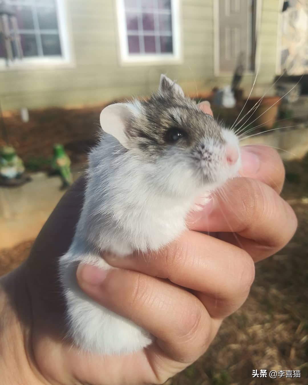 仓鼠是独居好还是群居好,养一只仓鼠会孤独吗