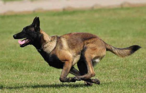 被禁养的狗有狗证也不行吗,马犬成都属于禁养犬吗