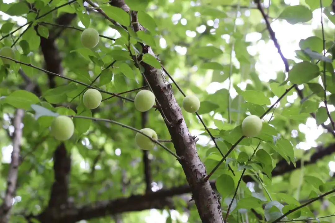 惠东忘山居民宿,惠东特色亲子民宿有哪些