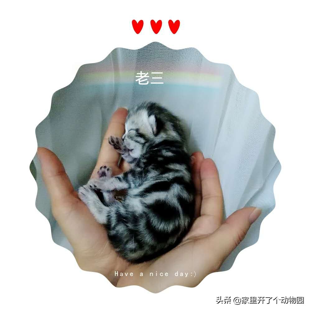 记录猫咪生娃第二天,记录猫咪怀孕41天