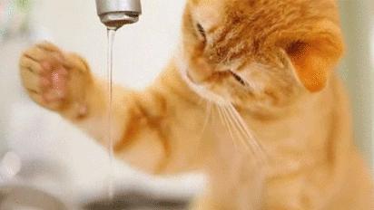铲屎官最担心猫咪的几件事,爱玩水的猫怎么治