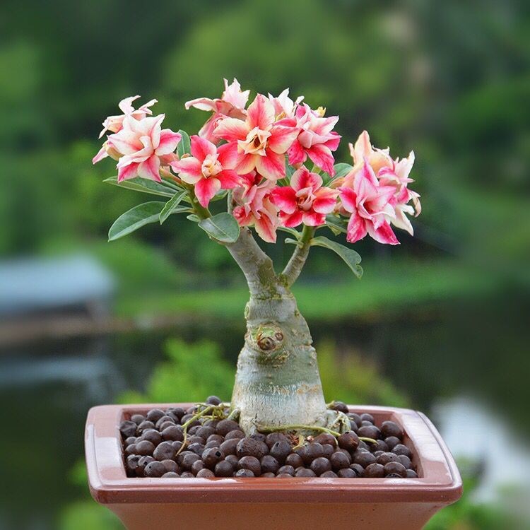 人养花花,人养花花养人哪些花养人