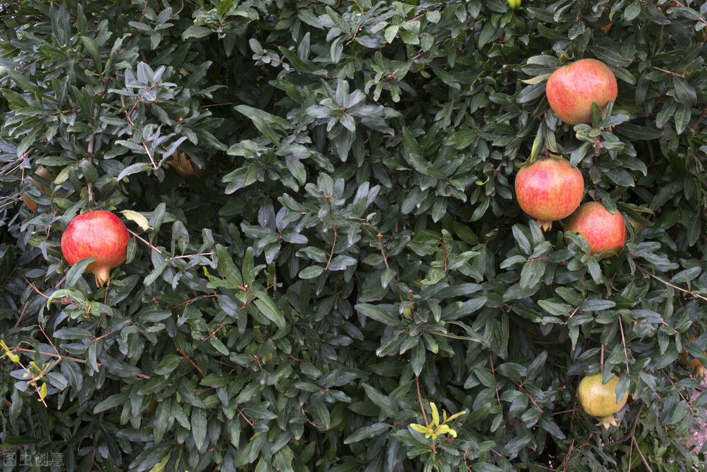 庭院种石榴风水好吗,庭院种石榴树的意义