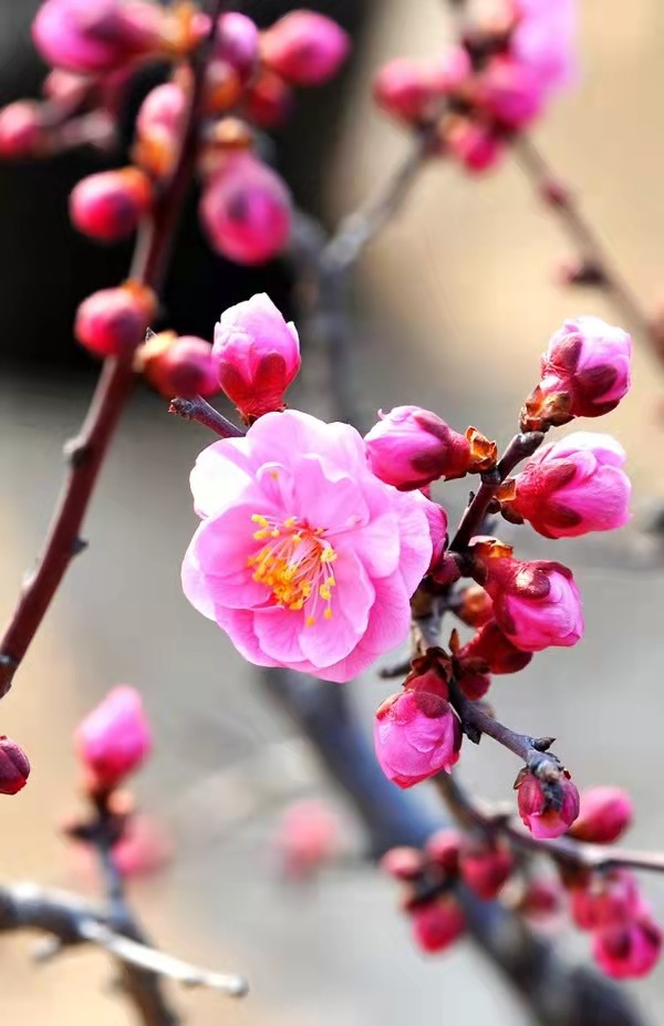 初中生作文——散文生命的美丽