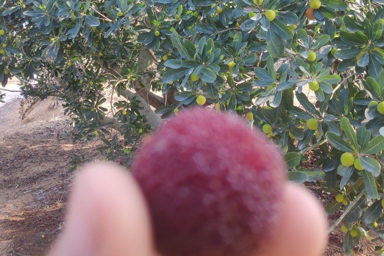 黑炭杨梅品种介绍,潮汕杨梅品种大全