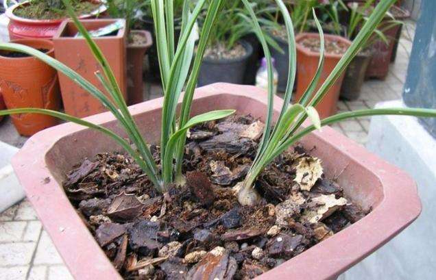 兰花冒花芽后怎么养护,兰花花芽分化出来后如何打理