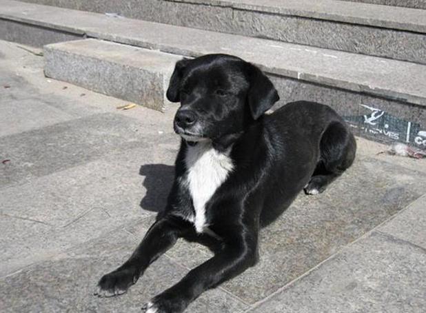 老祖宗直言：有这几个特征的狗，才是旺财旺家的狗