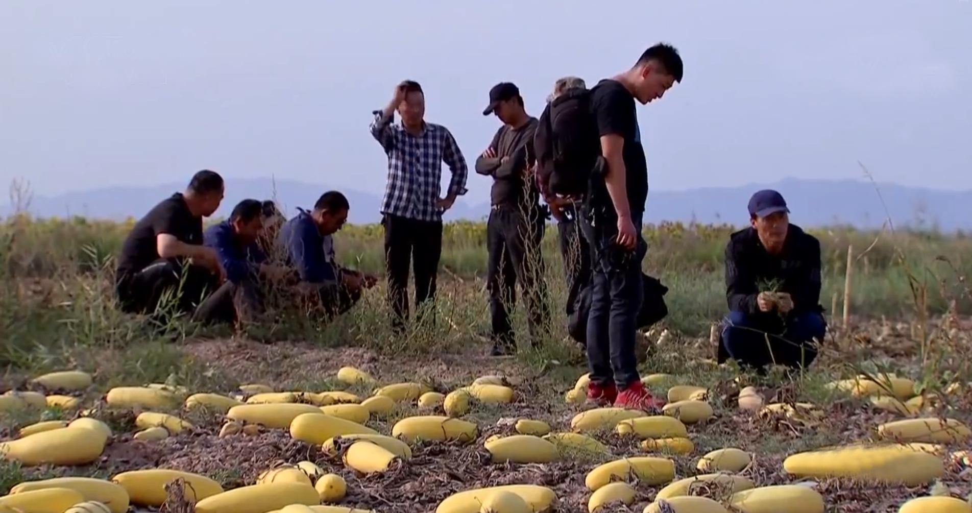 种植西葫芦挣一个亿,农民种植西葫芦亩收入