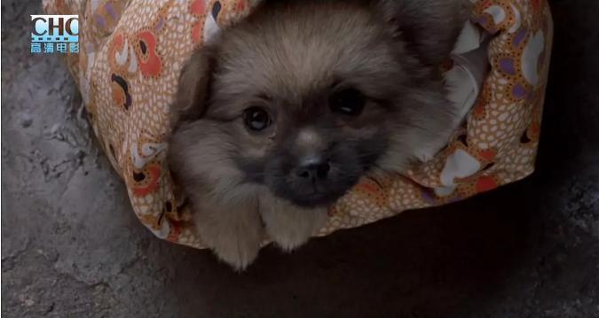 一部看哭十四亿人的亲情片,让人泪崩的8部高分亲情电影