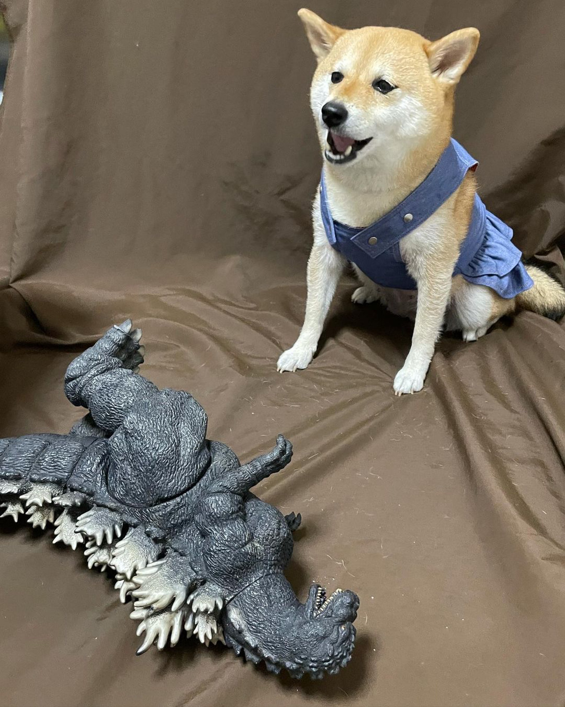 被砖头压住了!影帝柴犬超入戏25个连自己也骗倒的瞬间