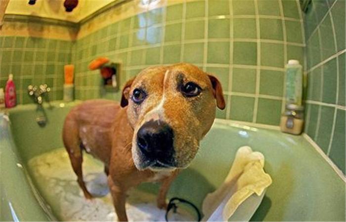 狗狗为什么抗拒洗澡,狗狗为什么抗拒在卫生间上厕所