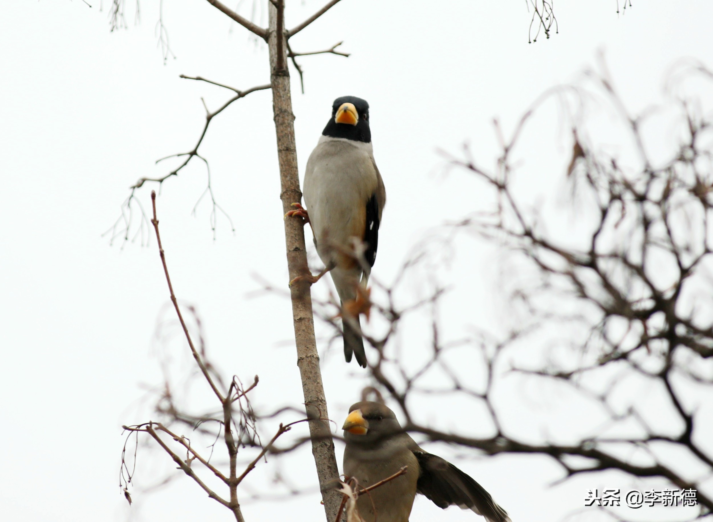 合肥拍鸟的视频,合肥拍到的小鸟
