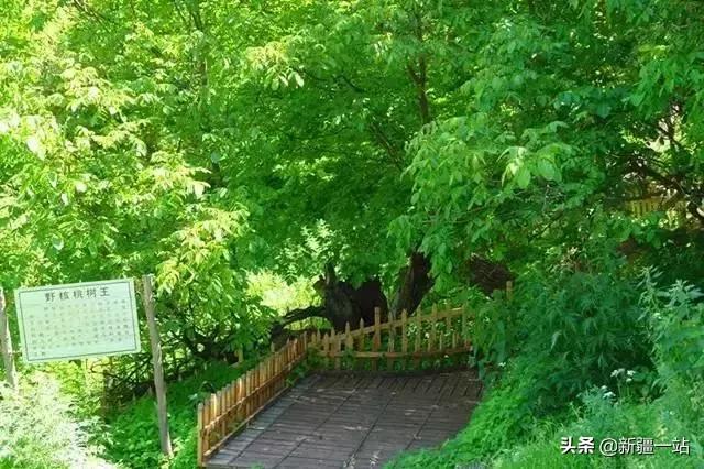疆内哪里好玩风景好夏天,入疆必看景点大全