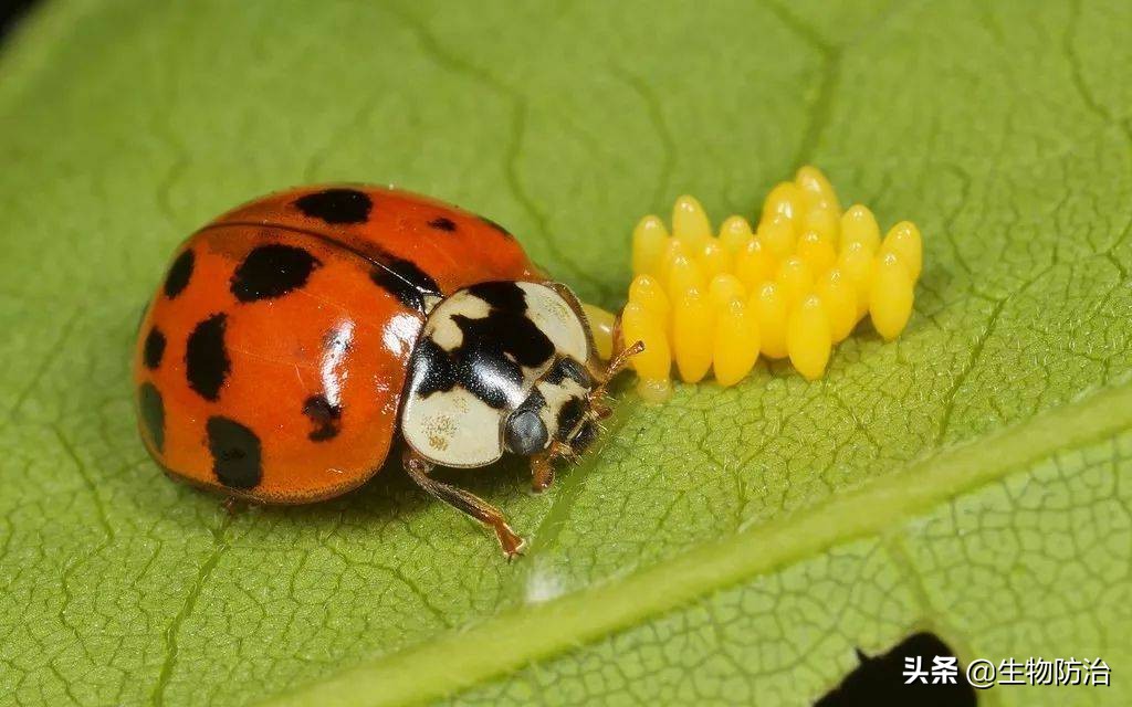农业有害生物的防治方法,有害生物绿色防控