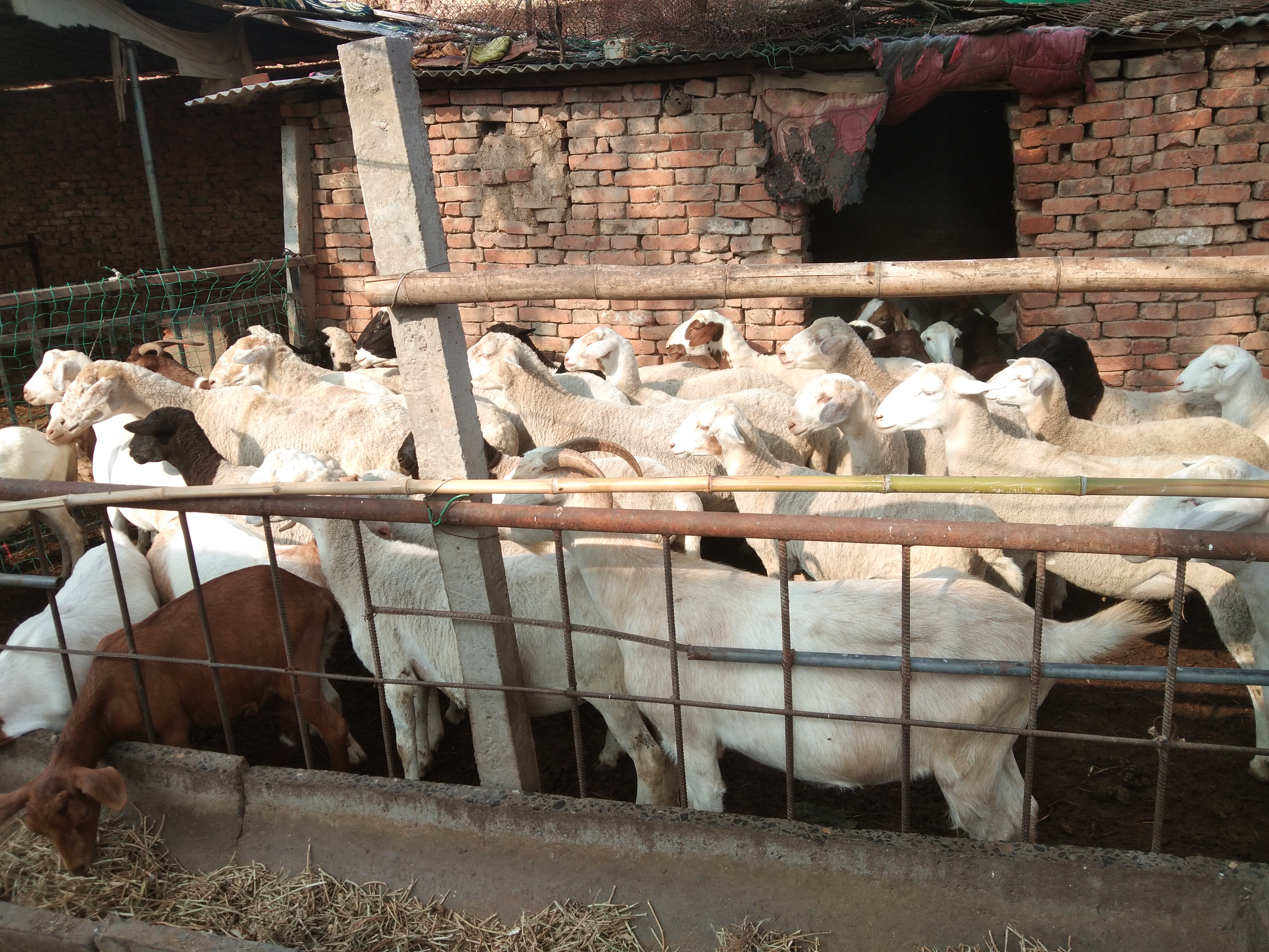 养羊中常遇到的几种母羊不受孕的原因，及其治疗方法、注意事项