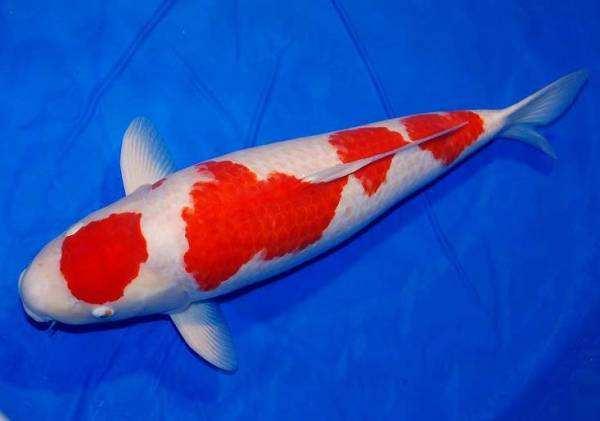 适合懒人养的冷水鱼锦鲤,锦鲤空气缸怎么养详细介绍科普