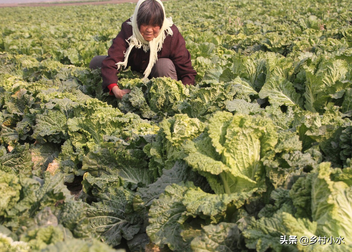 白菜种植小技巧不生虫不生病,白菜的种植技术及病害防治