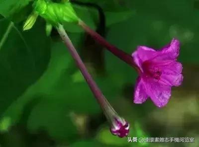 各种花的花语文案,花的花语100种