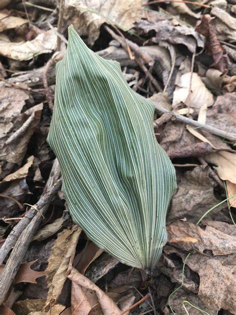 绿山墙的安妮解析,绿山墙的安妮全文解析