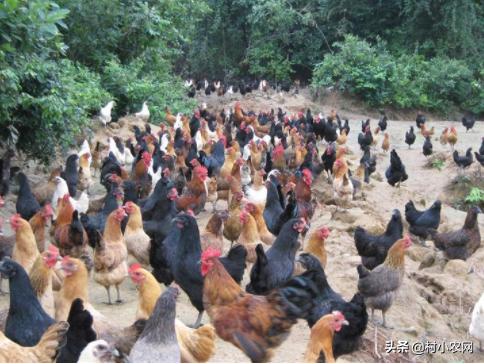 农村最赚钱的创业项目是,2022年农村创业致富的好项目