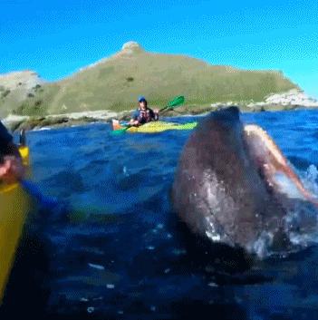 混蛋有什么意思,魂淡是什么梗