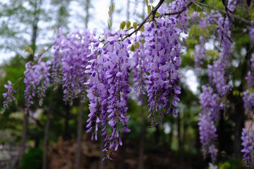 钃濈传鑹茬殑鑺辨湁鍑犵,10绉嶈秴缇庣殑娴呯传鑹茶姳