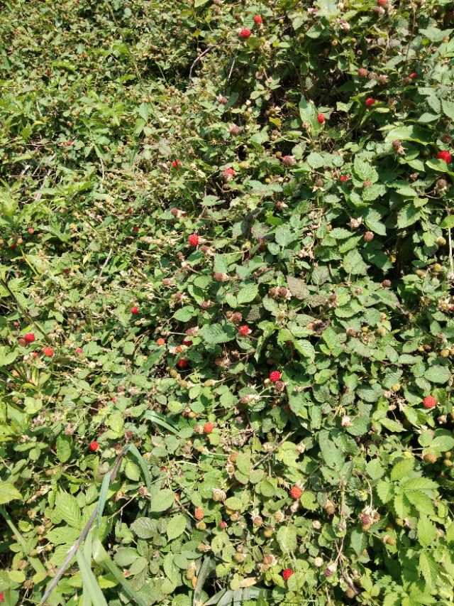 爬山摘覆盆子,汤溪摘覆盆子