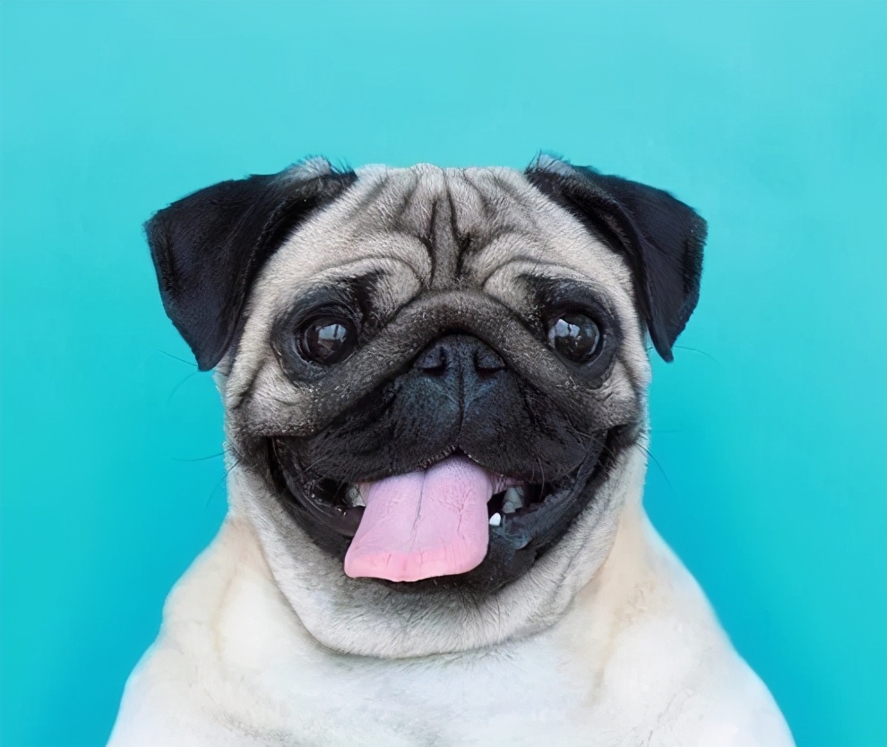 十大便宜好养的小型犬,十大便宜好养的小型犬不咬人