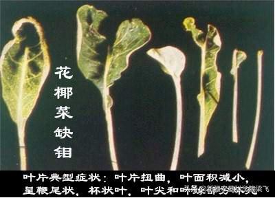 玉米缺磷的症状及治疗方法,玉米苗期缺磷和其他缺素症的区别