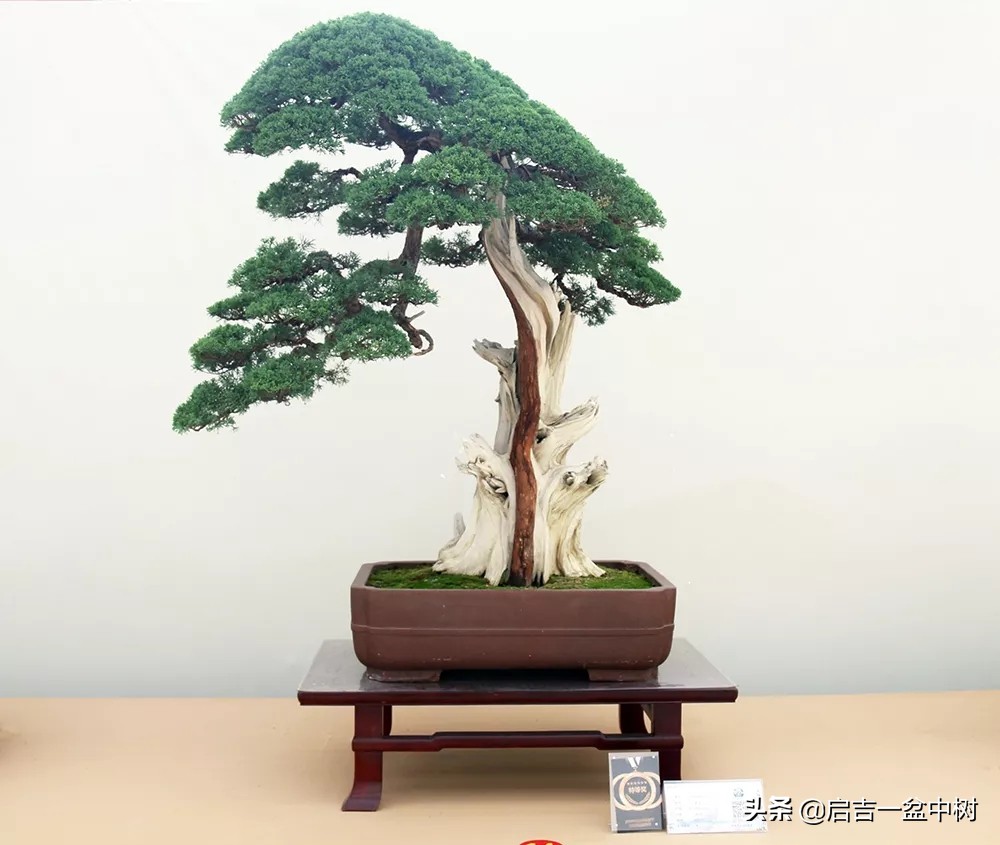 怎样养盆景树桩,怎么养盆景竹