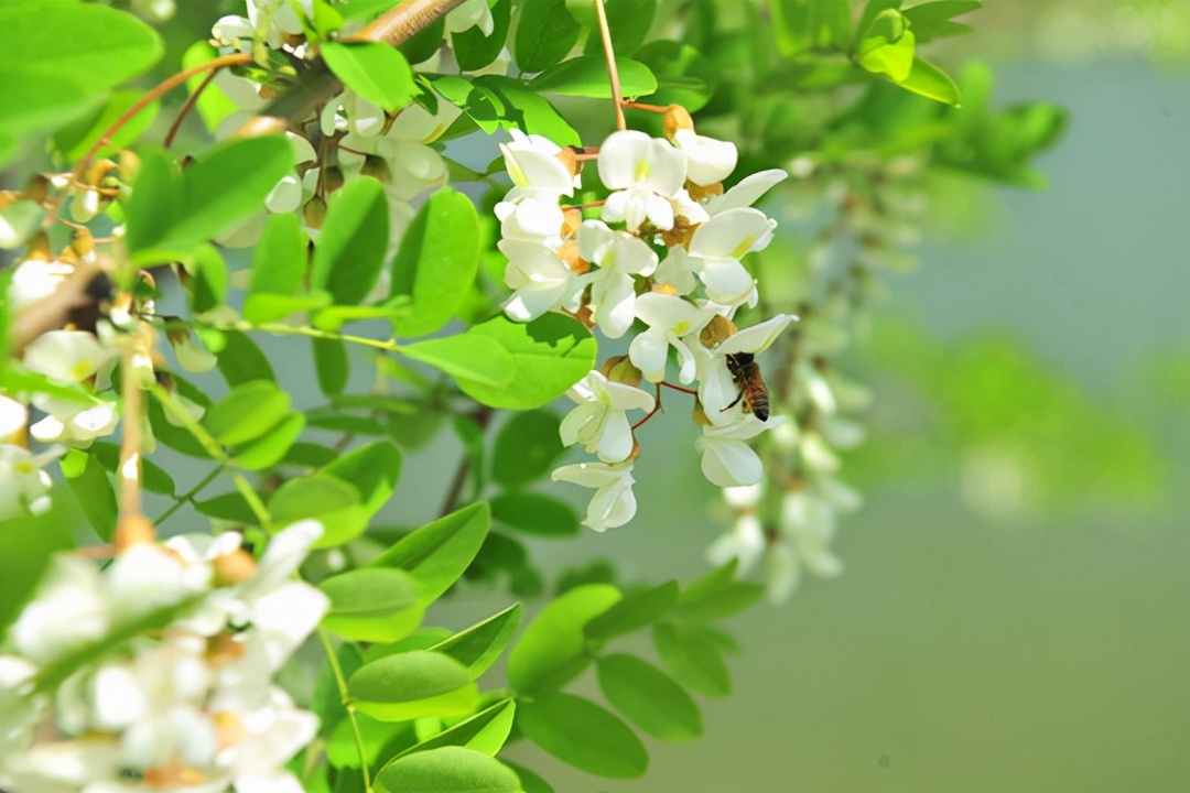 100种最毒的毒花,20种有毒的大毒花