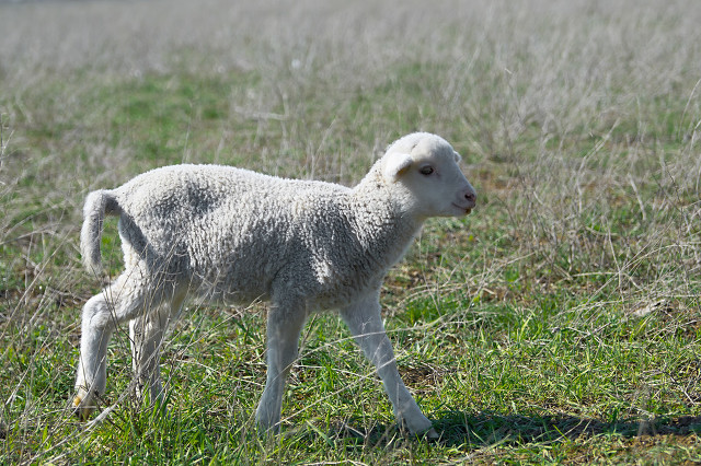 白羊座男生最大爱好,白羊座男生的三大特点分析