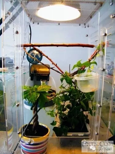 高冠变色龙饲养箱玻璃,高冠变色龙使用注意事项