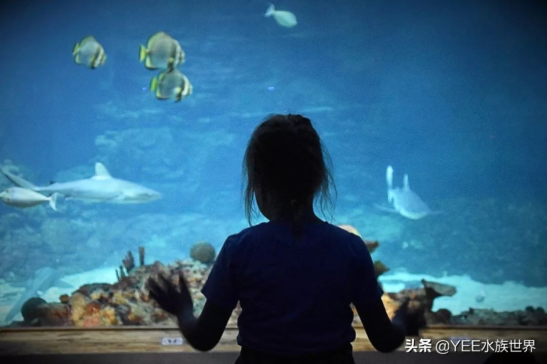 养鱼遇到的问题和解决办法,养鱼太麻烦了