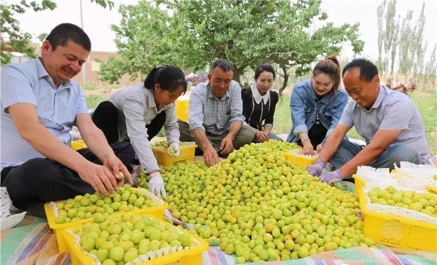 *疆新**瓜果地图？开吃