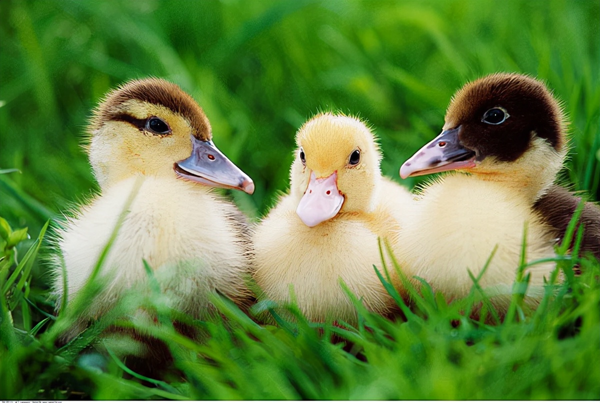 小鹅病毒病怎么治疗,十日龄小鹅感冒了吃什么药